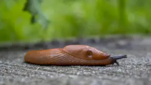 Hispaania teetigu liigub aeglaselt mööda betoonpinda, olles tüüpiline invasiooniliik Eesti aedades.