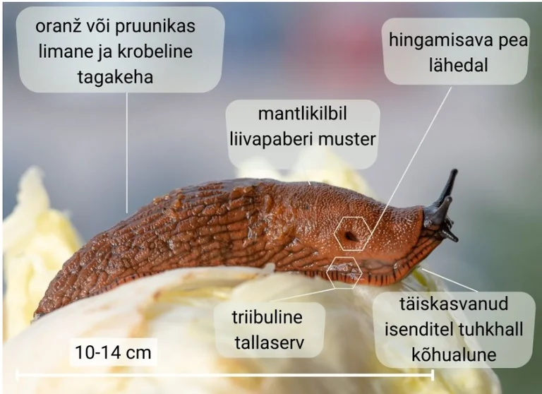 Viljandi avas teetigude kogumiskohad aednikele