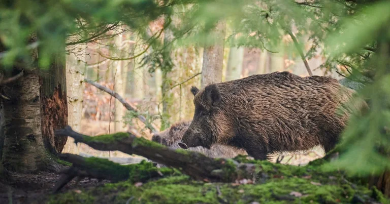 Soome esimene seakatkuleid muudab Eesti riskipilti