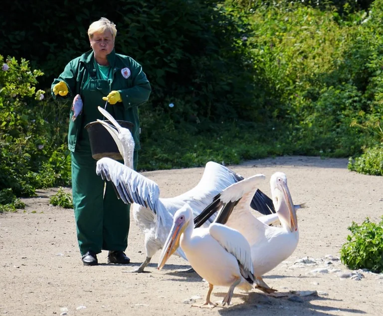 Linnalaager „Loomaaia elu” Tallinn Zoo’s, 19. august 2026 (10:00–14:00) – 30 €