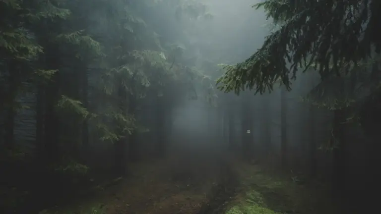 „Metsas ei kuule su karjumist keegi“ Tamsalus 27. augustil