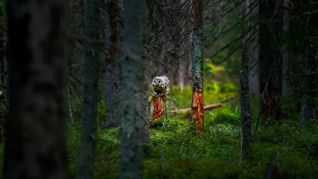 Uurali händkakk istumas rohelisel metsaalusel Eestis, taustal on hägused puud ja looduslik keskkond.
