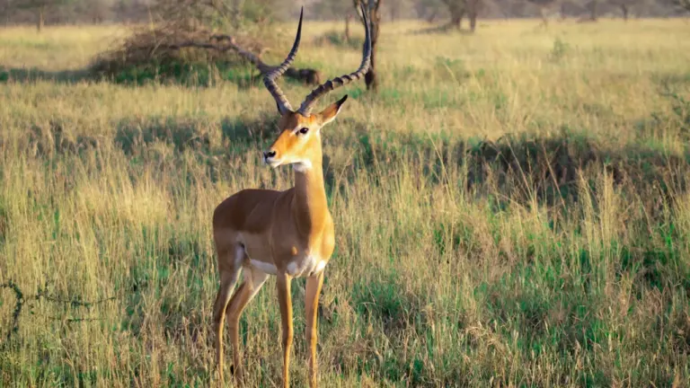 Tasuta loenguõhtu Tallinnas: Mati Kaal avab Serengeti maailma