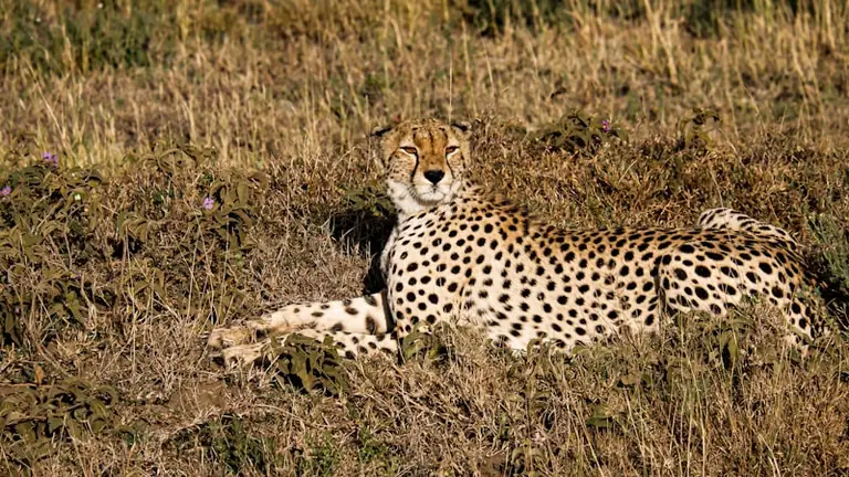 Tasuta loenguõhtu Tallinnas: Mati Kaal avab Serengeti maailma