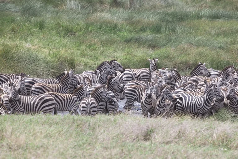 Tasuta loenguõhtu Tallinnas: Mati Kaal avab Serengeti maailma